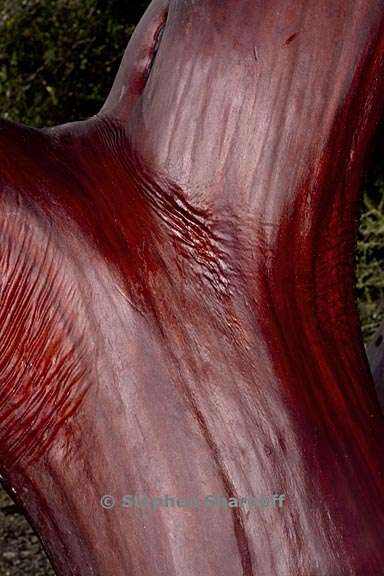 manzanita trunk 1 graphic